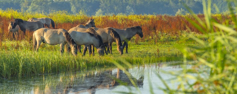 Flevoland Oostvaardersplassen_AdobeStock_88358800.jpeg