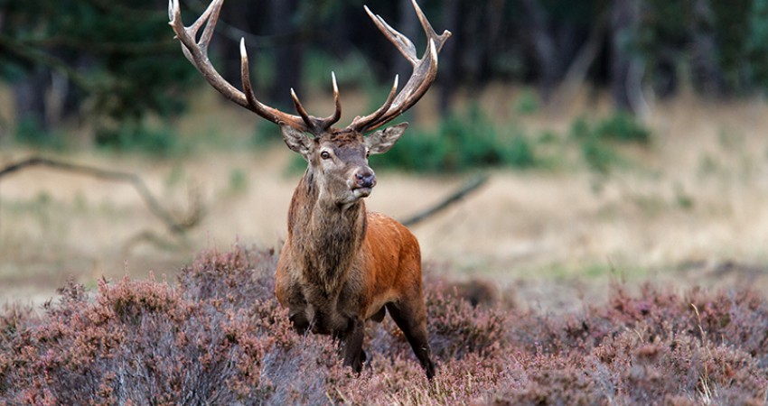 Hert_Veluwe.jpg