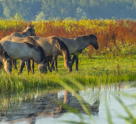 Flevoland Oostvaardersplassen_AdobeStock_88358800.jpeg