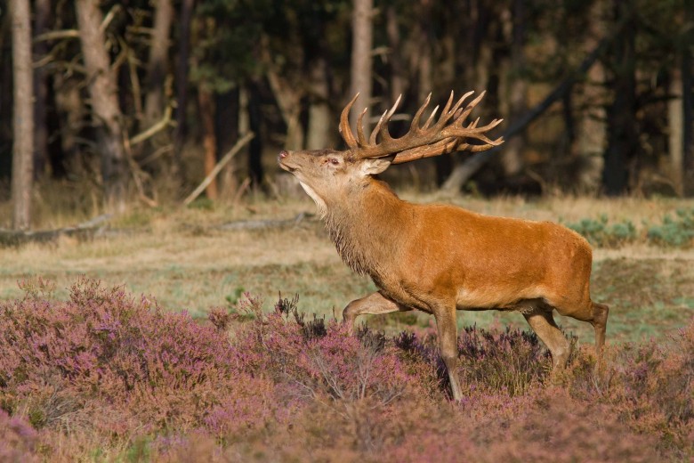 Veluwe Hert_Hoge_Veluwe.jpg